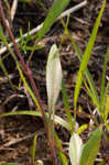 Largeflower tickseed